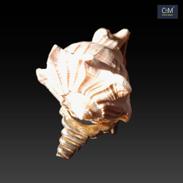 100% Original Nakula Shankha – Divine Mahabharata Conch Shell with Stand for Pooja and Home Temple Decor - Image 4