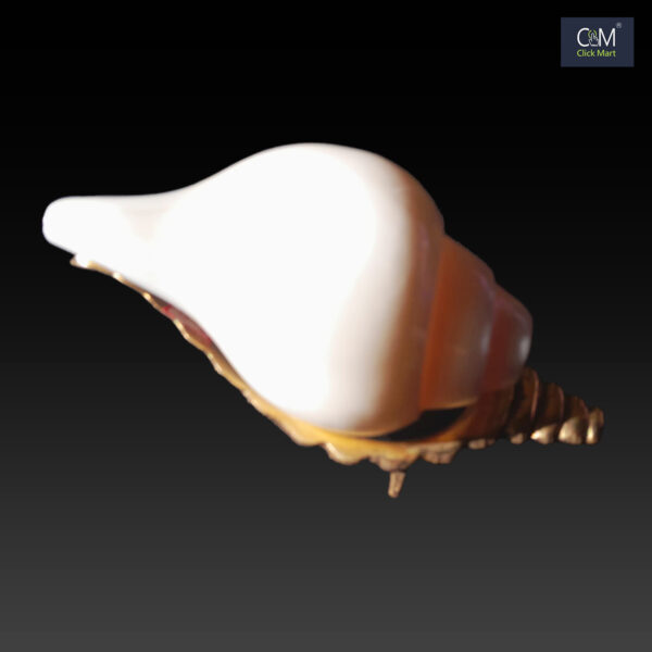 100% Original Sahadeva Shankha – Divine Mahabharata Conch Shell with Stand for Pooja and Home Temple Decor - Image 2