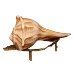 Shankha